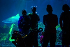 Silhouette of a family with todler in front of aquarium tank.